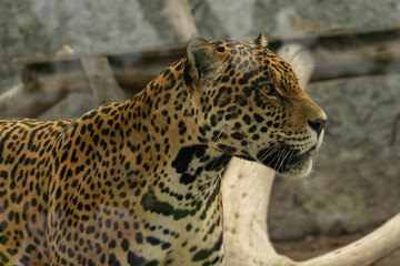 Close Up Side Profile Portrait of a Spotted Jaguar Head in a Zoo © Etzon