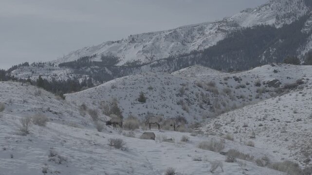 Distant Elk Herd on Snowy Hills Below a Forested Ridge