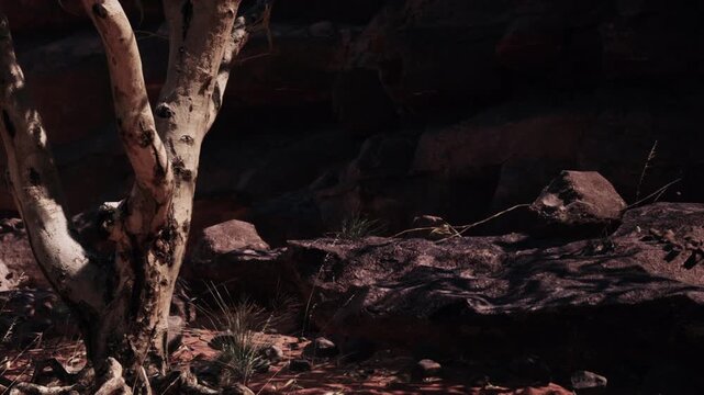 Midday sun illuminates textured tree trunks and desert rocks, casting deep shadows across the sparse, dry vegetation of the remote wilderness.