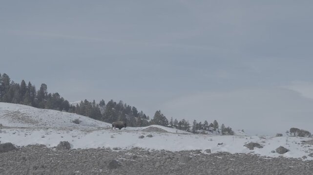 Lone Bison Walking Along a Snowy Ridge Crest