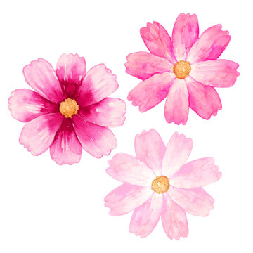 コスモスの花　秋の花 植物　水彩 イラスト