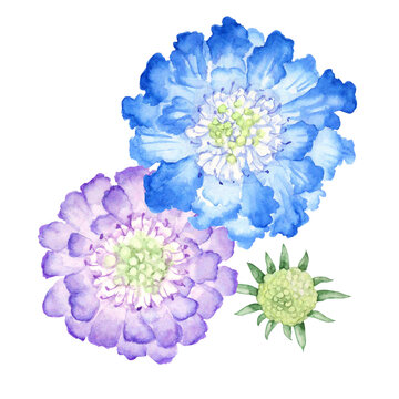 スカビオサ　マツムシソウ　秋の花 植物　水彩 イラスト