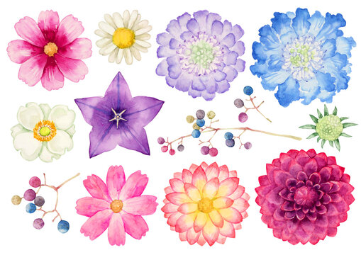 色々な種類の秋の花　植物　セット　水彩 イラスト