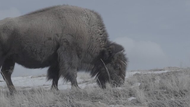 Close-Up of a Bull Bison Grazing in Profile