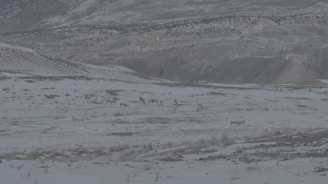 Pronghorn Herd Scattered Across a Snowy Badlands Valley