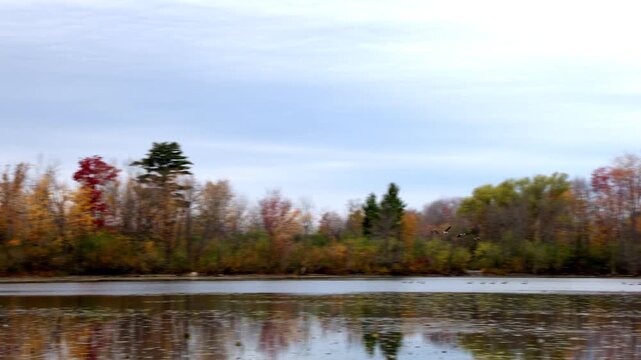 Birds flying low over calm lake with autumn foliage background.