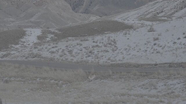 Pronghorn Running Beside a Road Through Badlands Hills
