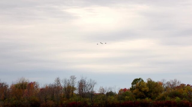 Flock of birds flying over lake with fall foliage. Wild geese migrating above autumn forest.