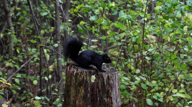 Black squirrel sitting on old tree stump in forest.