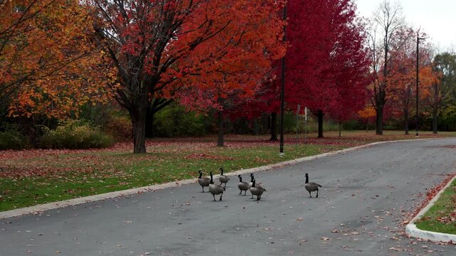 Flock of Canada geese walking on park road during autumn season.