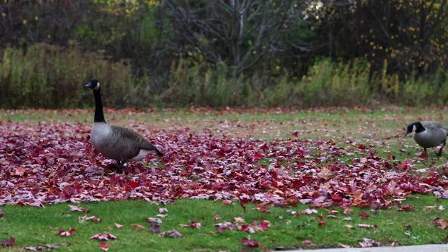 Wild goose walking on autumn park lawn with fallen red leaves.