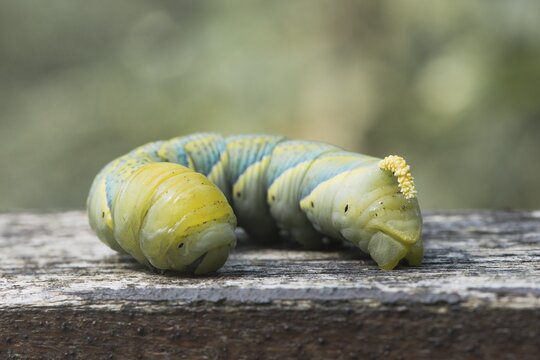 Caterpillar of the Death's head hawkmoth (Acherontia atropos), Ering, Bavaria, Germany