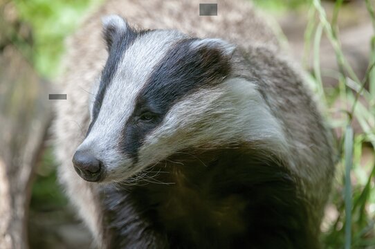 Badgers, carnivora, badgers, European badgers, meles meles, predators, mammals, raptors, mammals