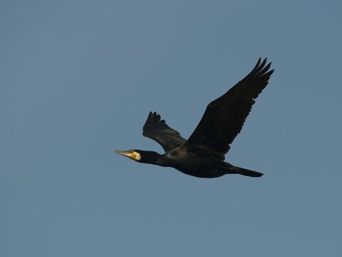 Great Cormorant (Phalacrocorax carbo), Texel, West Frisian Islands, province of North Holland, Holland, The Netherlands