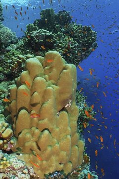 Solid pore coral (Porites solida) Group of sea goldie (Pseudanthias squamipinnis) . Dive site Daedalus Reef, Egypt, Red Sea