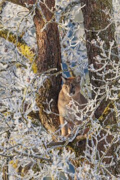 An adult female cougar (Puma concolor) sits high up in a frost-covered oak tree on a sunny, cold winter day. Captive