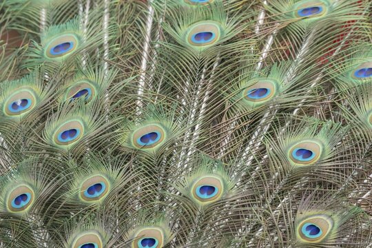 Indian peafowl or Peacock (Pavo cristatus) adult male bird displaying close up of its tail feathers, England, United Kingdom