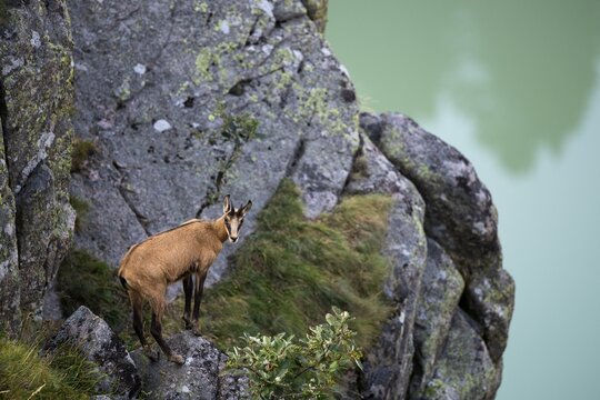 Chamois (Rupicapra rupicapra), La Bresse, Vosges, France