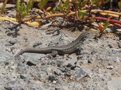 A small Gran Canaria giant lizard (Gallotia stehlini), a juvenile, moves across gravel in a vegetated environment, Gran Canaria, Spain