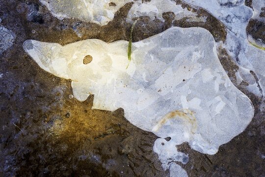 Ice structures in a puddle, Hesse, Germany