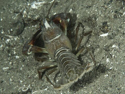 A signal crayfish (Pacifastacus leniusculus), an American crayfish and an invasive species, moving across sandy ground at the Terlinden diving site, K&uuml;snacht, Lake Zurich, Canton of Zurich, Switzerland