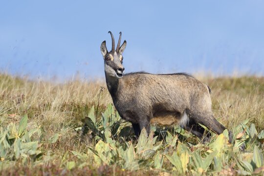 Chamois (Rupicapra rupicapra) in autumn, Vosges, France