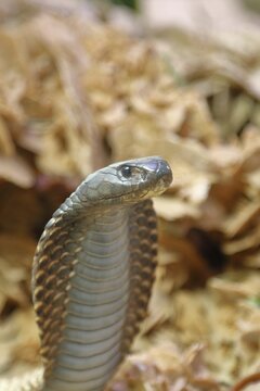 Cobra (Naja naja), erect, animal portrait, occurrence in Africa, captive, Terrazoo, North Rhine-Westphalia, Germany