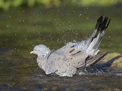 Wood pigeon (Columba palumbus), bathing in water, Hesse, Germany