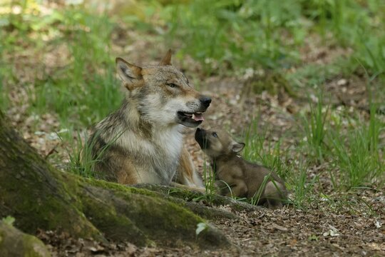 European gray wolf (Canis lupus) alpha wolf with pups, Germany