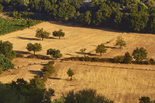 Golden fields with scattered trees in the summer light, creating long shadows in the evening sun, sheep in a row, Lefka Ori, White Mountains, mountain massif, West, Crete, Greece