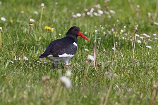 Eurasian oystercatcher (Haematopus ostralegus) looking for food in a meadow, Schleswig-Holstein, Germany