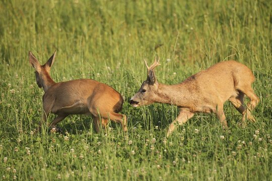 European roe deer (Capreolus capreolus ) buck drives doe during the leaf season, Lower Austria, Austria