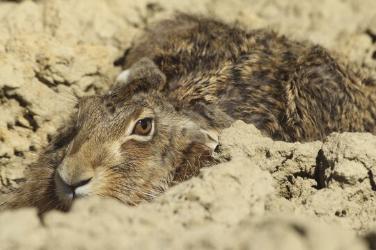 European hare (Lepus europaeus) squeezing into a field furrow, Lower Austria, Austria