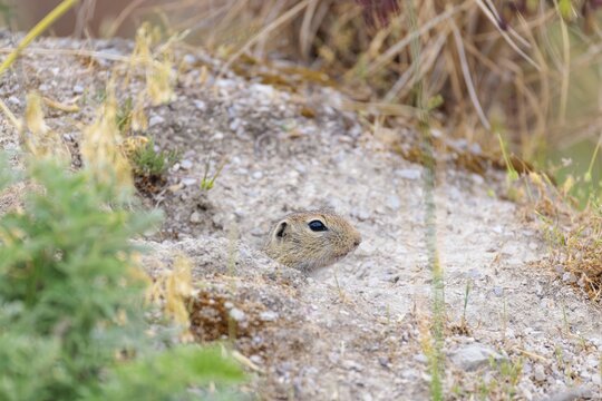 A young ground squirrel (Spermophilus citellus) sits in front of its burrow on dry, hilly ground on a cloudy day. Austria