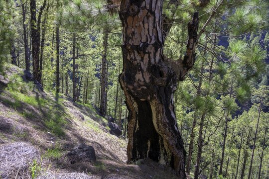 Charred trunk of a Canary Island canary island pine (Pinus canariensis), Puntagorda, La Palma, Spain