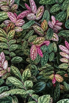 Green and purple patterned leaves, polka dot plant, dotted leaf (Hypoestes phyllostachya), Botanical Garden Berlin, Berlin, Germany