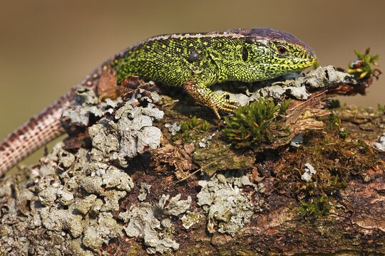 Sand lizard (Lacerta agilis), male with tick sunning itself on branch with lichen, Mecklenburg-Vorpommern, Germany