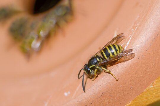 German wasp, real wasp, German wasp, hymenoptera, short-headed wasps, vespula germanica, worker, wrinkled wasps, insects, wasp, wasp