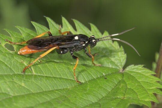 Ichneumonid wasp (Ichneumonidae) on a stinging nettle leaf, Baden-W&uuml;rttemberg, Germany