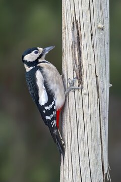 Great spotted woodpecker (Picoides major), on a tree trunk, Jenbach, Tyrol, Austria