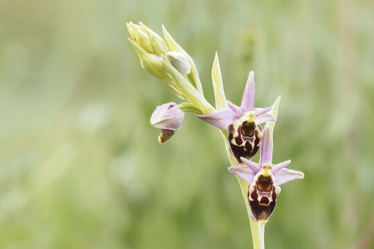Flowers of the Late spider-orchid (Ophrys fuciflora), Hesse, Germany