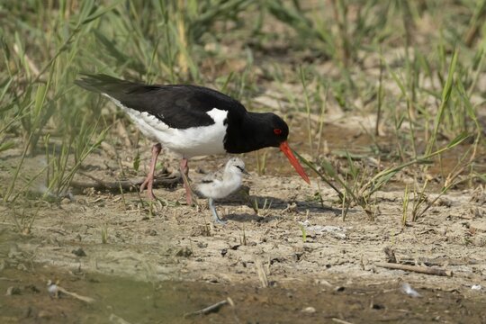 Eurasian oystercatcher (Haematopus ostralegus) adult wading bird seemingly adopted a Pied avocet (Recurvirostra avosetta) juvenile baby chick on an island in summer, RSPB Minsmere nature reserve, Suffolk, England, United Kingdom