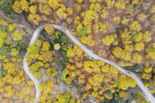 Sweet chestnut trees (Castanea sativa) in autumnal colours, aerial view, drone shot, Genal river valley, M&aacute;laga province, Andalusia, Spain