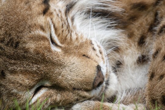 Portrait of a lynx (Lynx lynx), Haltern, North Rhine-Westphalia, Germany
