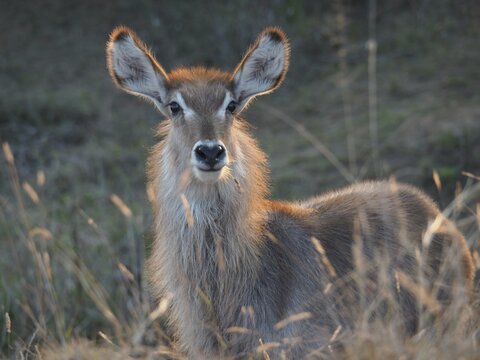 Portrait of ellipsen waterbuck (Kobus ellipsiprymnus), Kruger National Park, South Africa