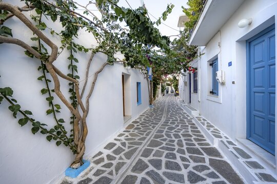 Small white alley with houses overgrown with clover plants, Parikia, Paros, Cyclades, Aegean Sea, Greece