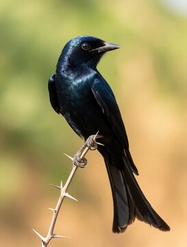 Black drongo bird perches on dry thorny twig. Small dark songbird sits on branch against blurred natural background. Wild insectivorous passerine animal shows iridescent feathers in daylight. Avian