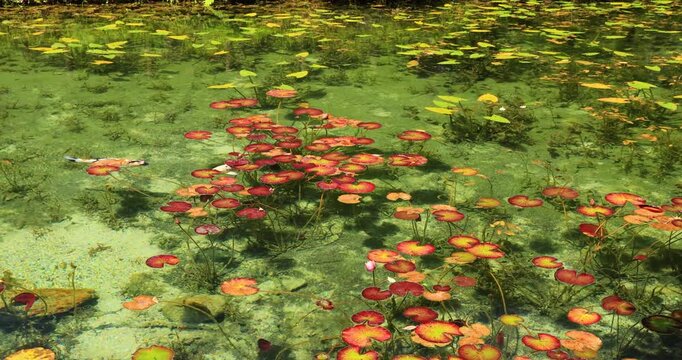 岐阜県にあるモネの池を泳ぐ錦鯉

