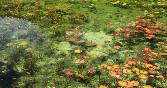 岐阜県にあるモネの池を泳ぐ錦鯉
