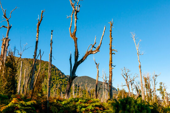 Ghost Forest near Chaiten Volcano - Chile
